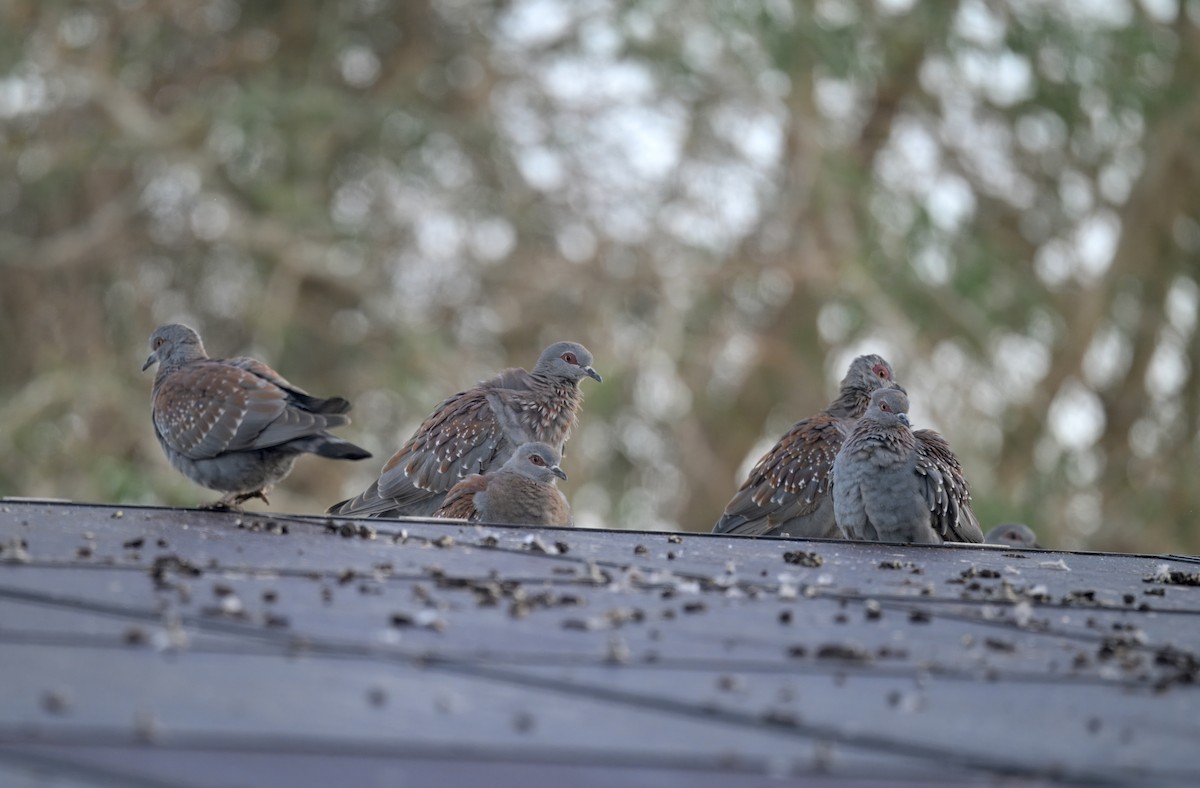 Speckled Pigeon - ML644061538