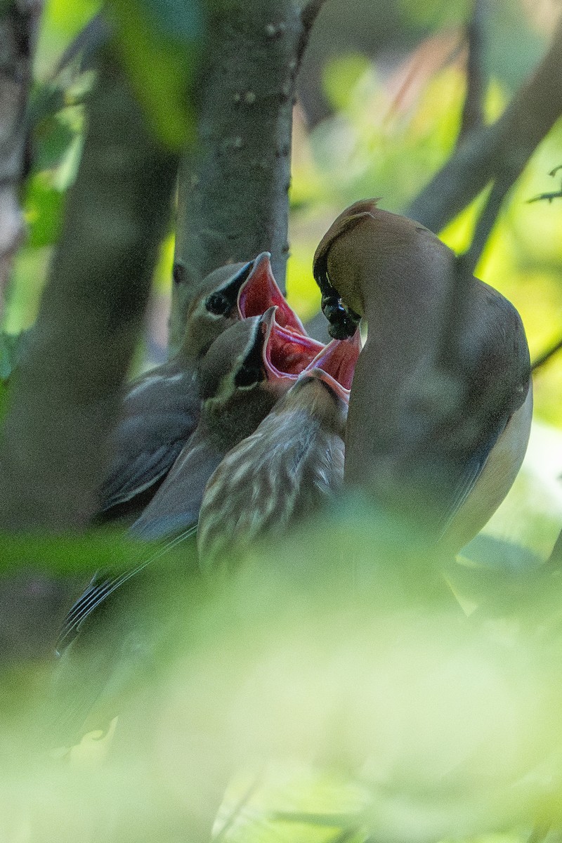 Cedar Waxwing - ML644061539