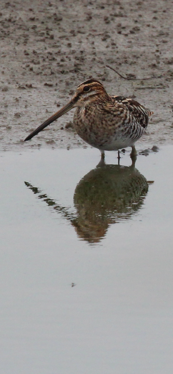 Wilson's Snipe - ML644061541