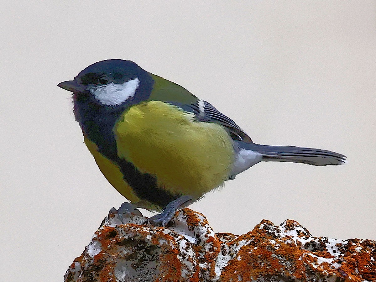 Great Tit - ML644061543