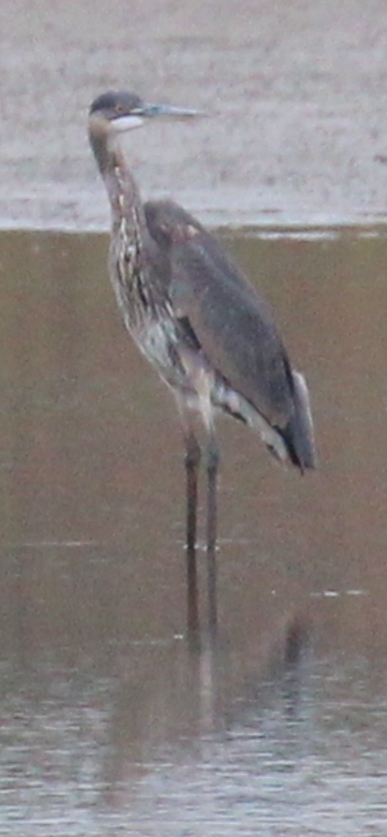 Great Blue Heron - ML644061544