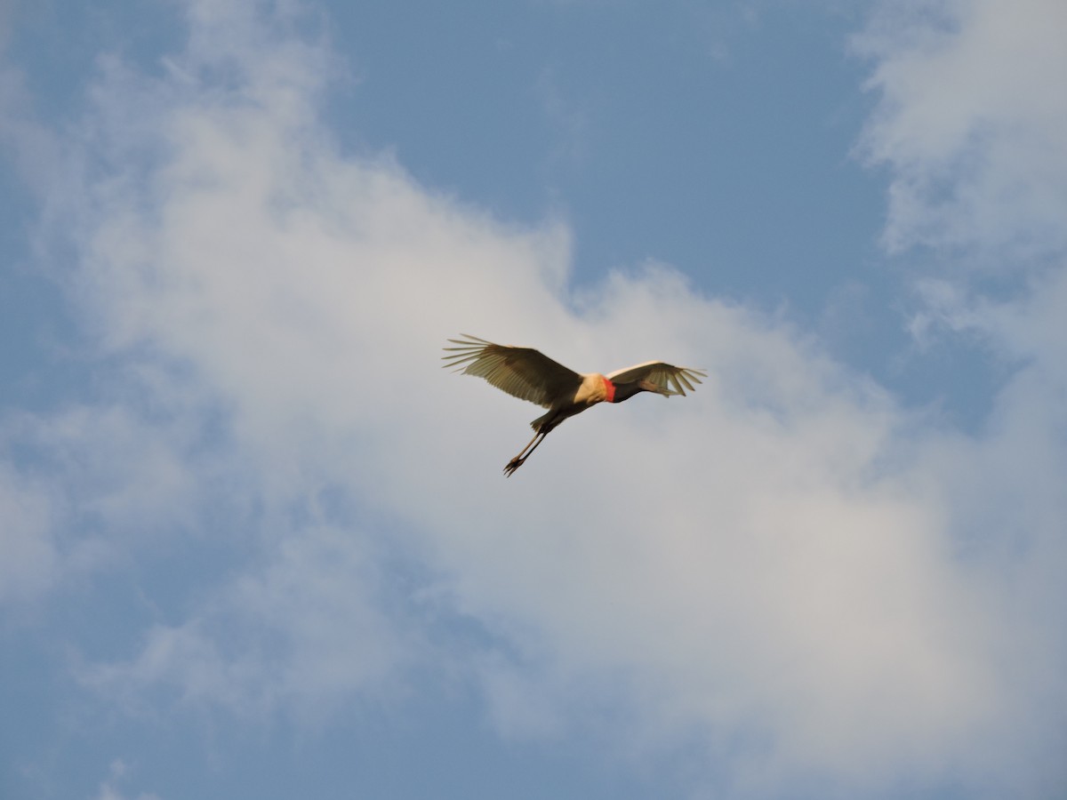 Jabiru - ML644061551