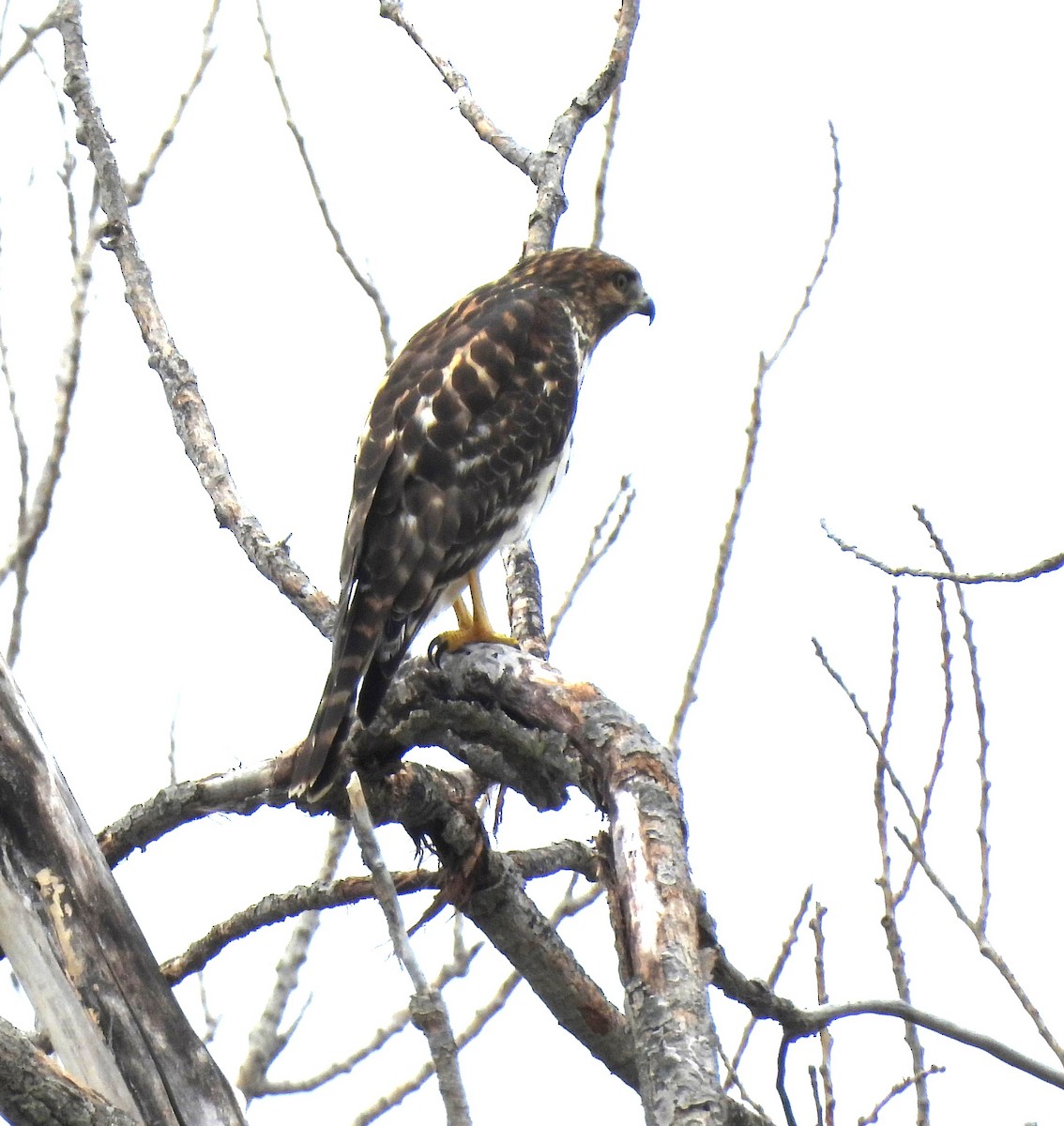 Red-shouldered Hawk - ML644061555