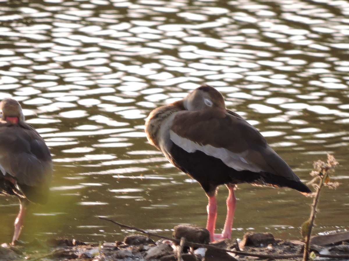 Black-bellied Whistling-Duck - ML644061556