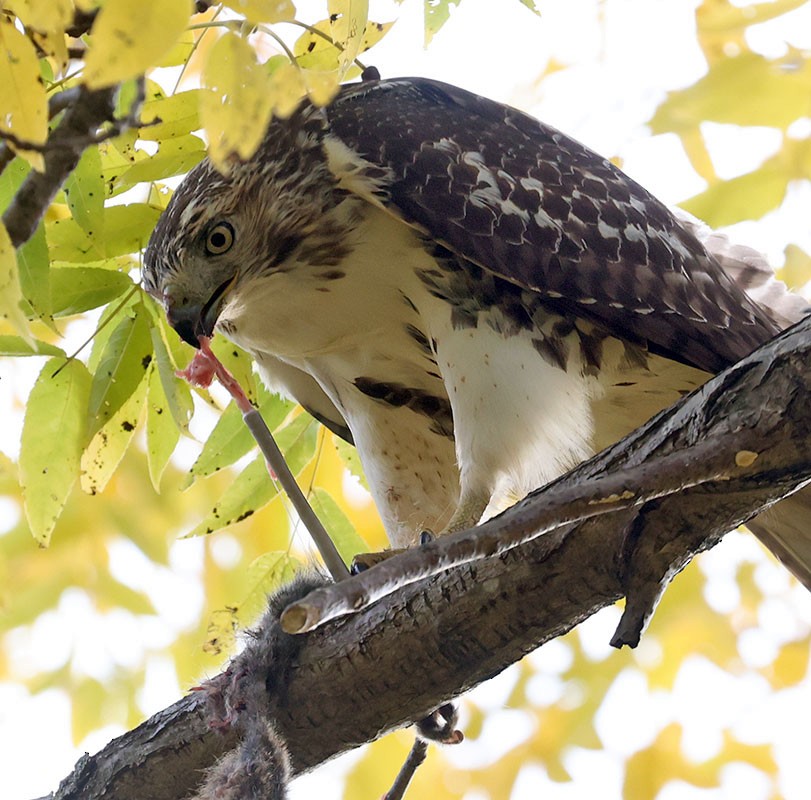 Red-tailed Hawk - ML644061561