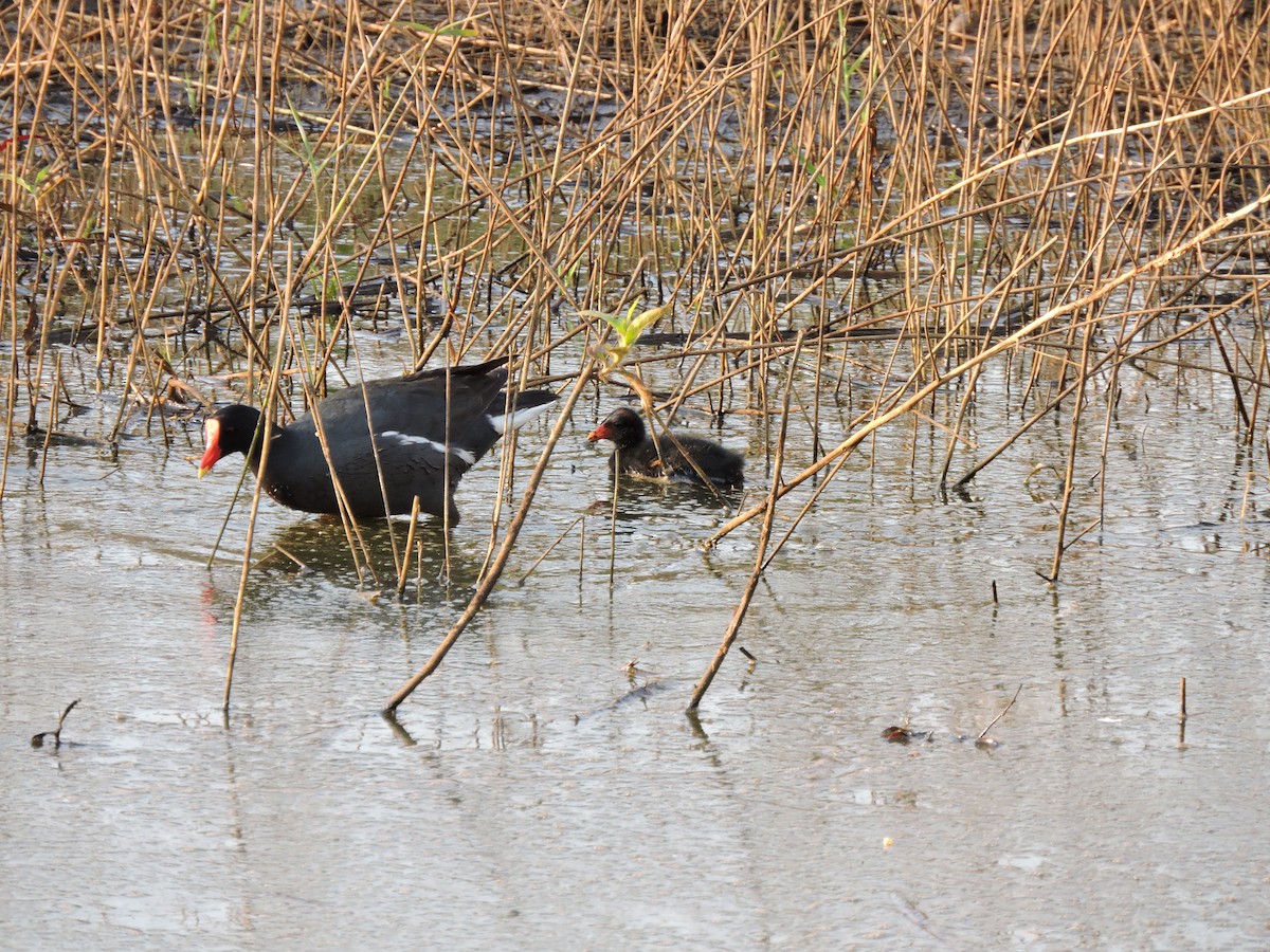 Common Gallinule - ML644061564