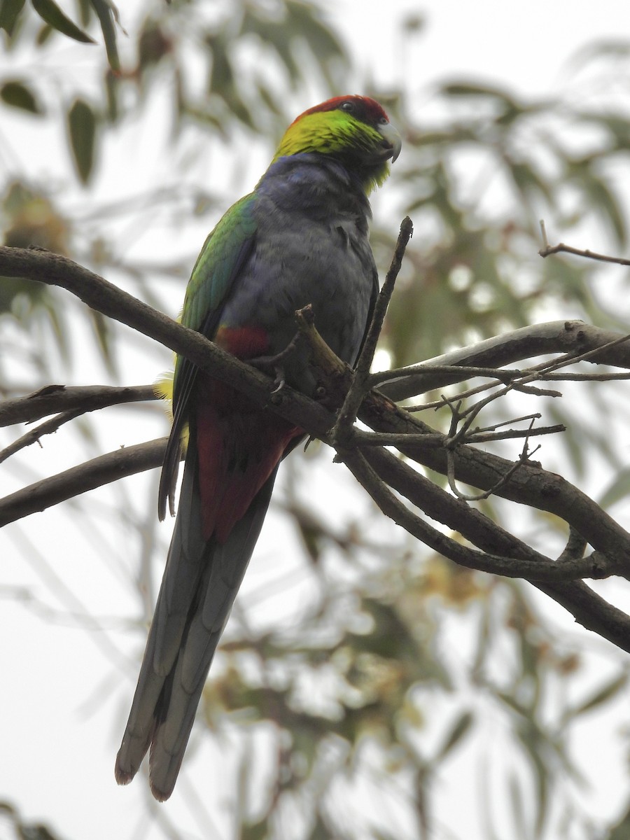 Red-capped Parrot - ML644061569