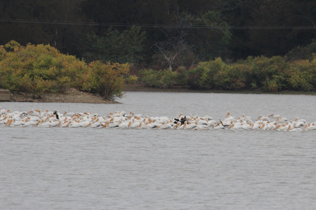 American White Pelican - ML644061575