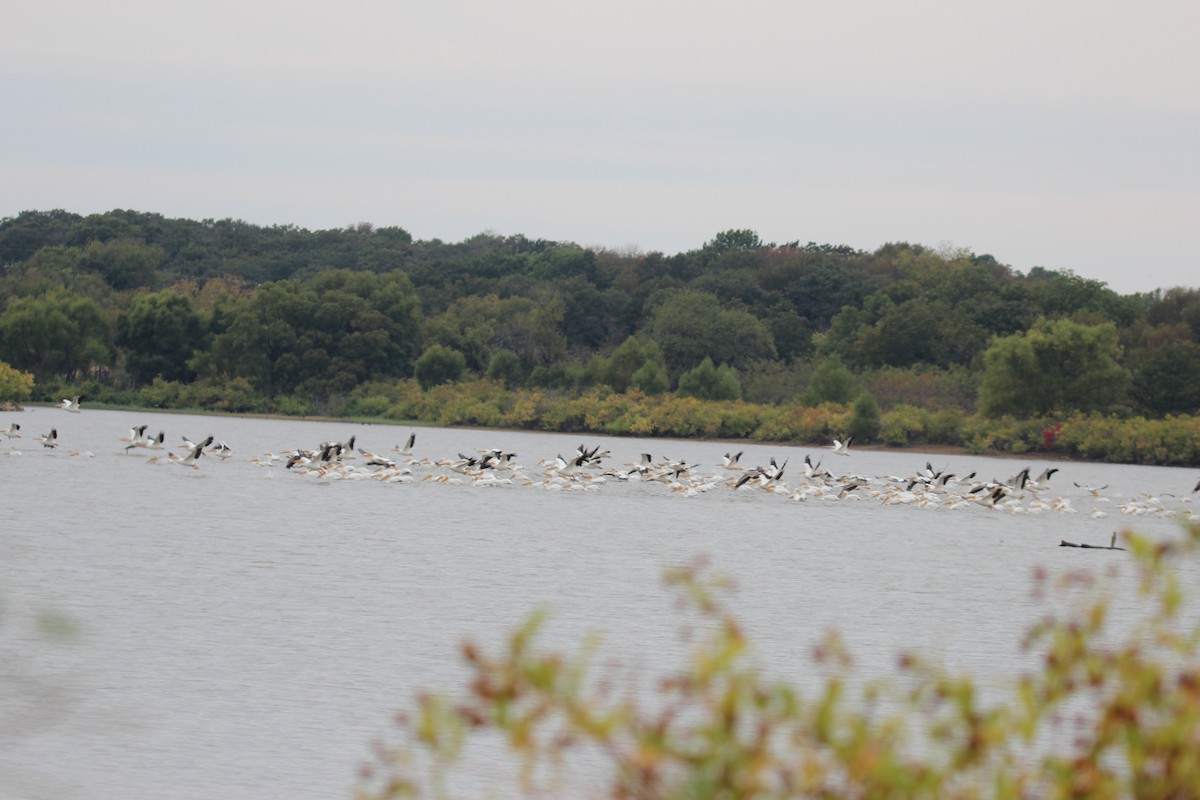 American White Pelican - ML644061576