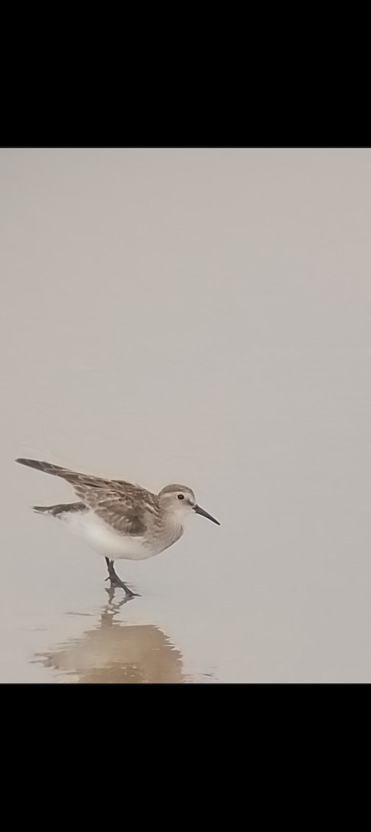 Baird's Sandpiper - ML644061578