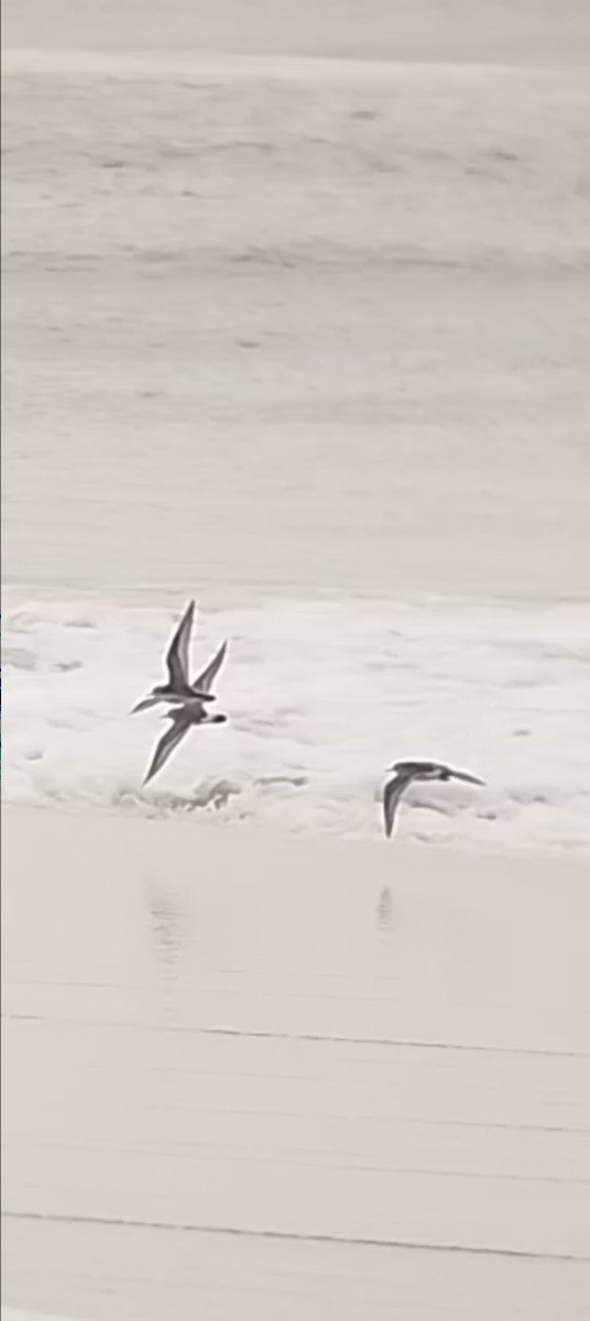 Baird's Sandpiper - ML644061579