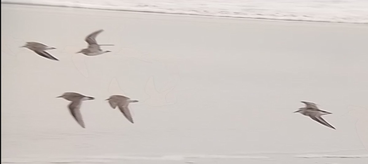 Baird's Sandpiper - ML644061581