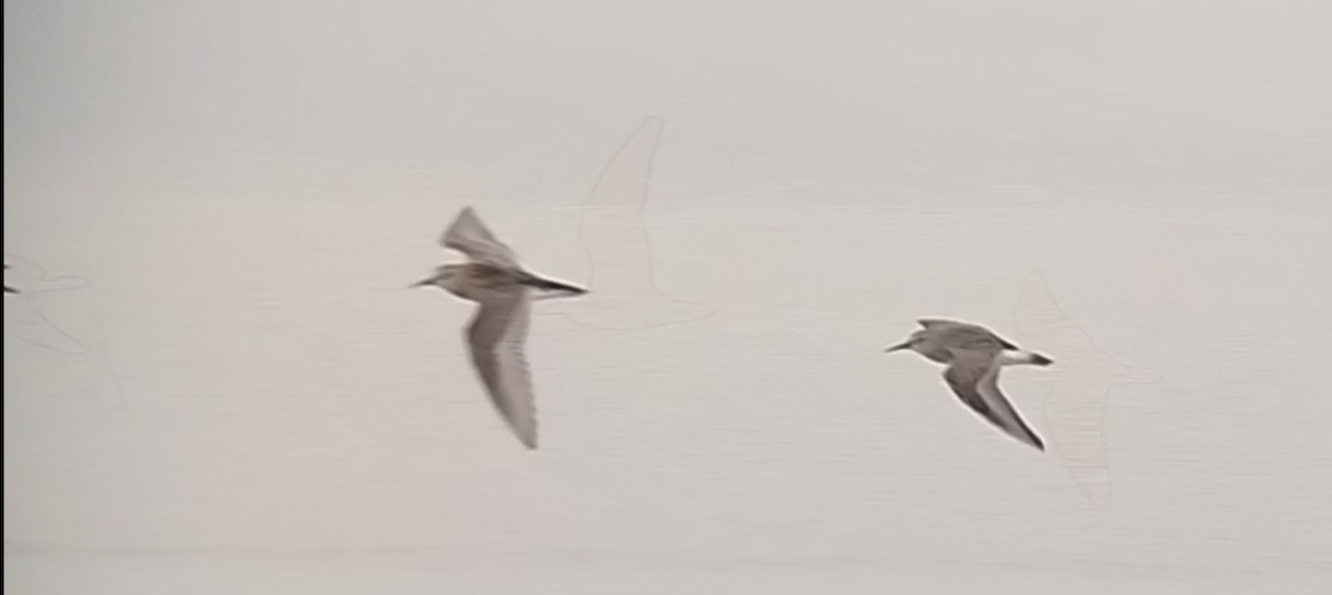 Baird's Sandpiper - ML644061582