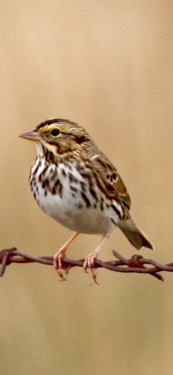 Savannah Sparrow - ML644061587