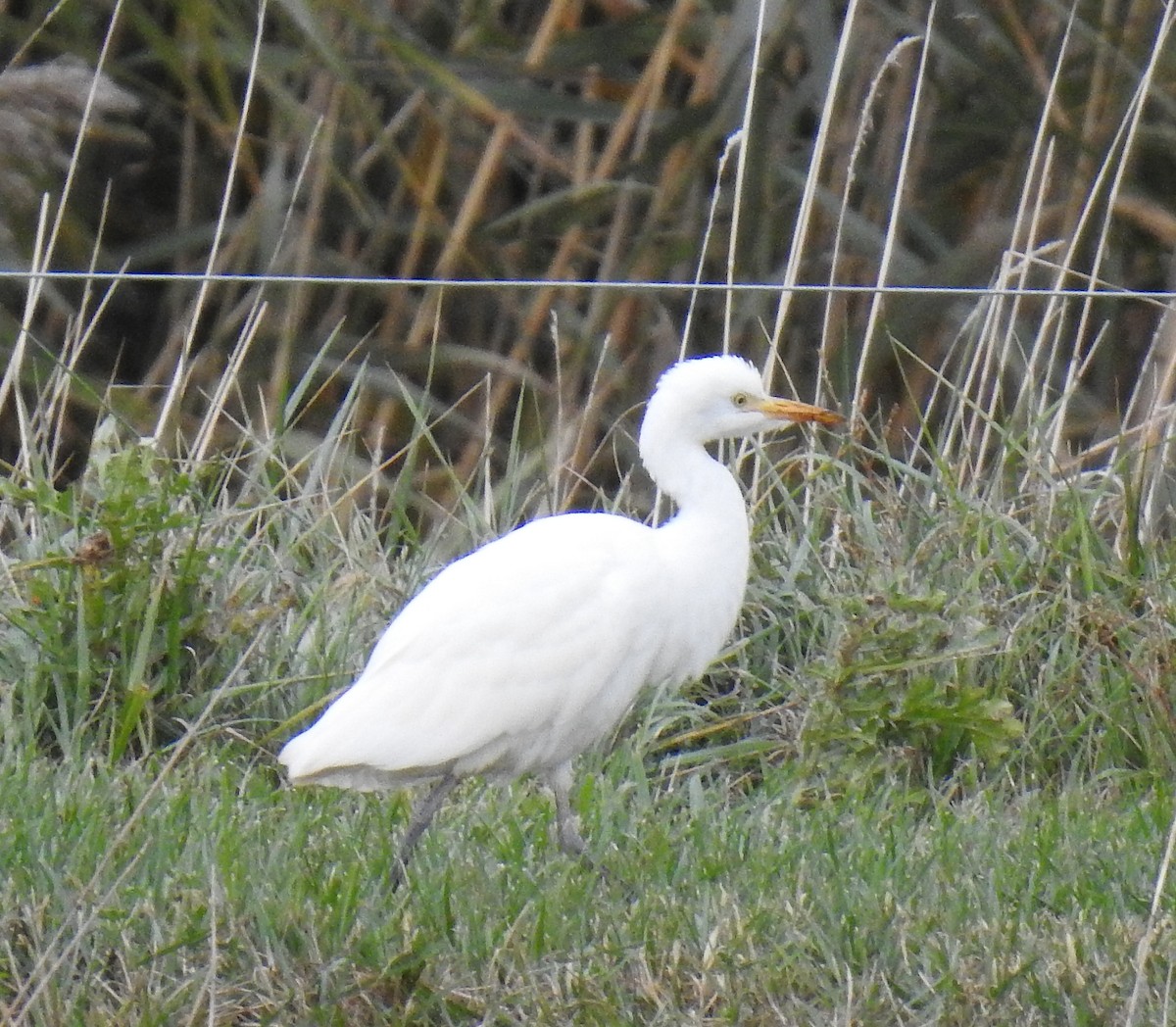 Western Cattle-Egret - ML644061592