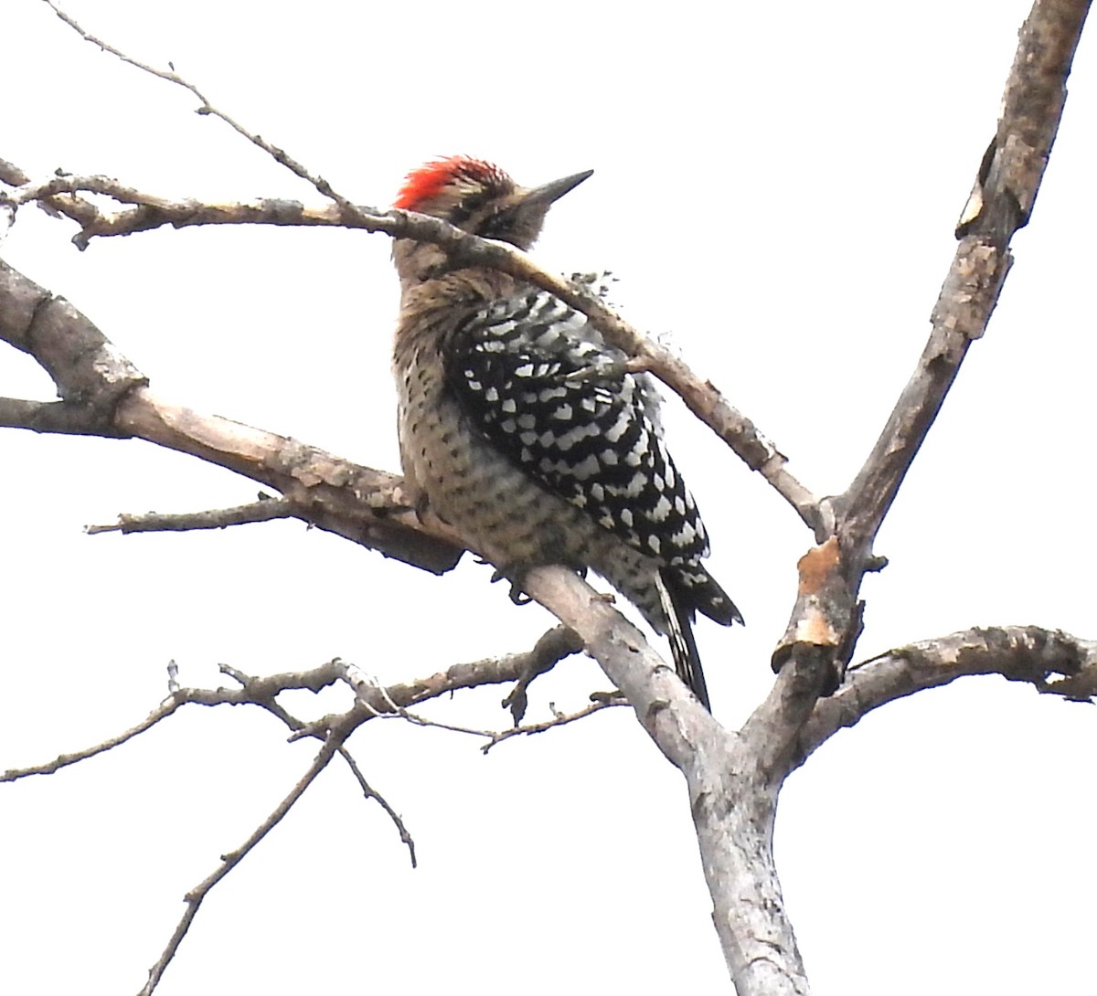 Ladder-backed Woodpecker - ML644061594