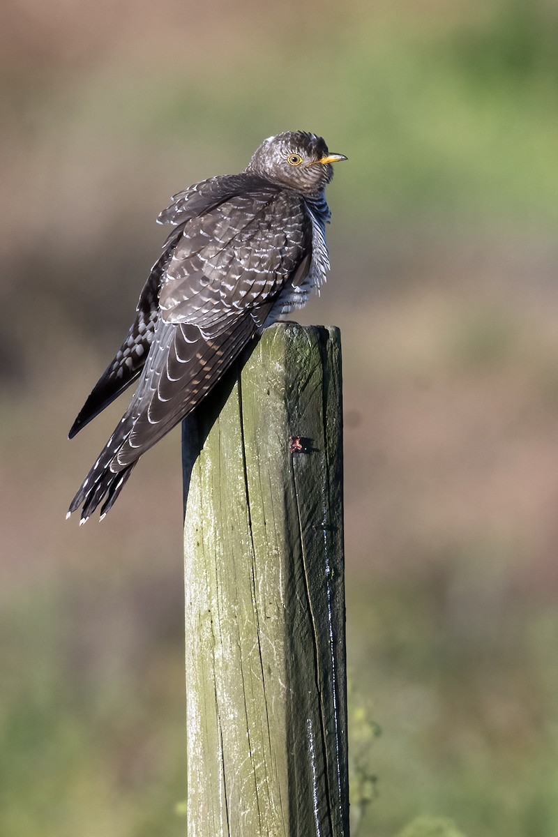 Common Cuckoo - ML644061611