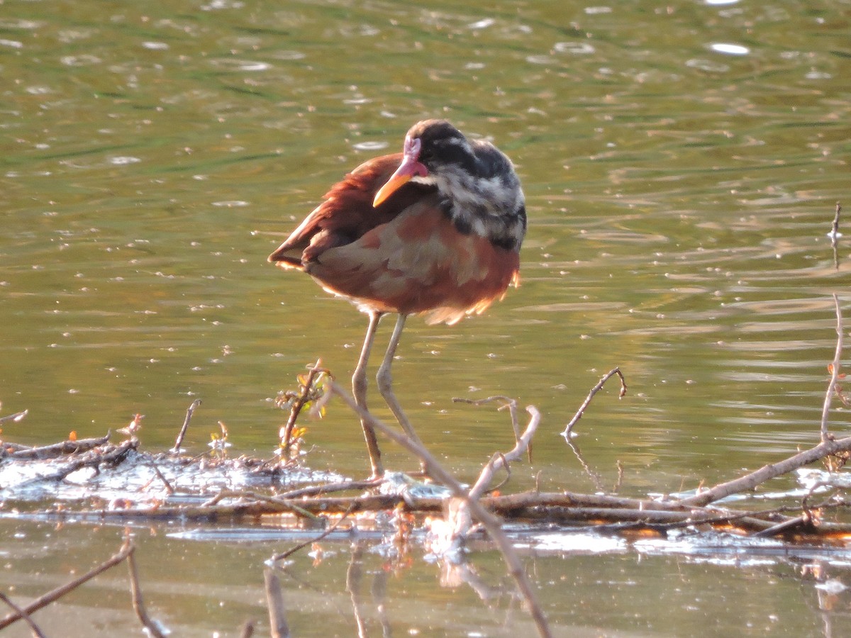 Wattled Jacana - ML644061626