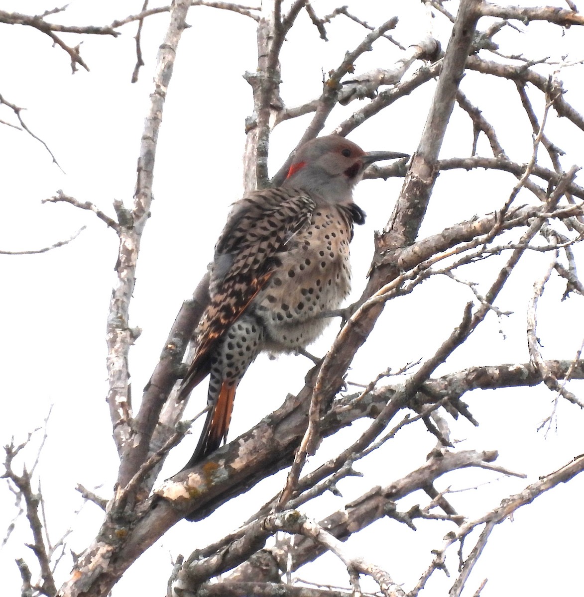 Northern Flicker - ML644061637