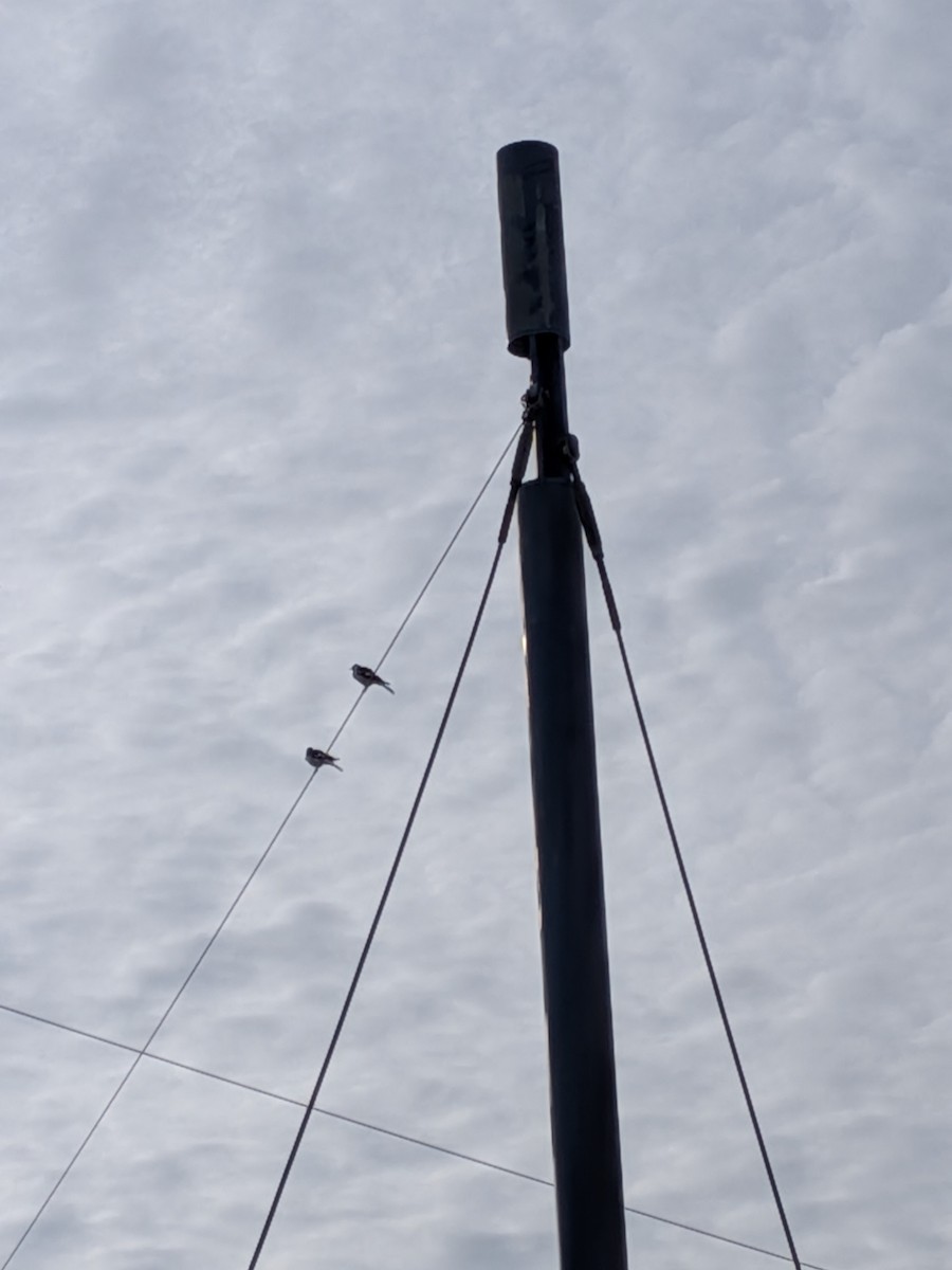 Magpie-lark - ML644061638