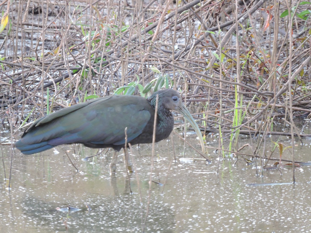 Green Ibis - ML644061639