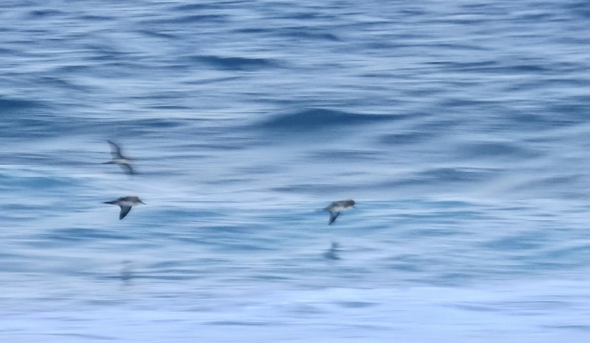 Wedge-tailed Shearwater - ML644061640