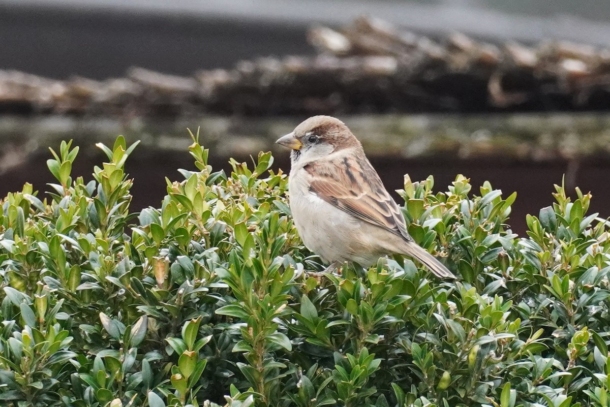 House Sparrow - ML644061641