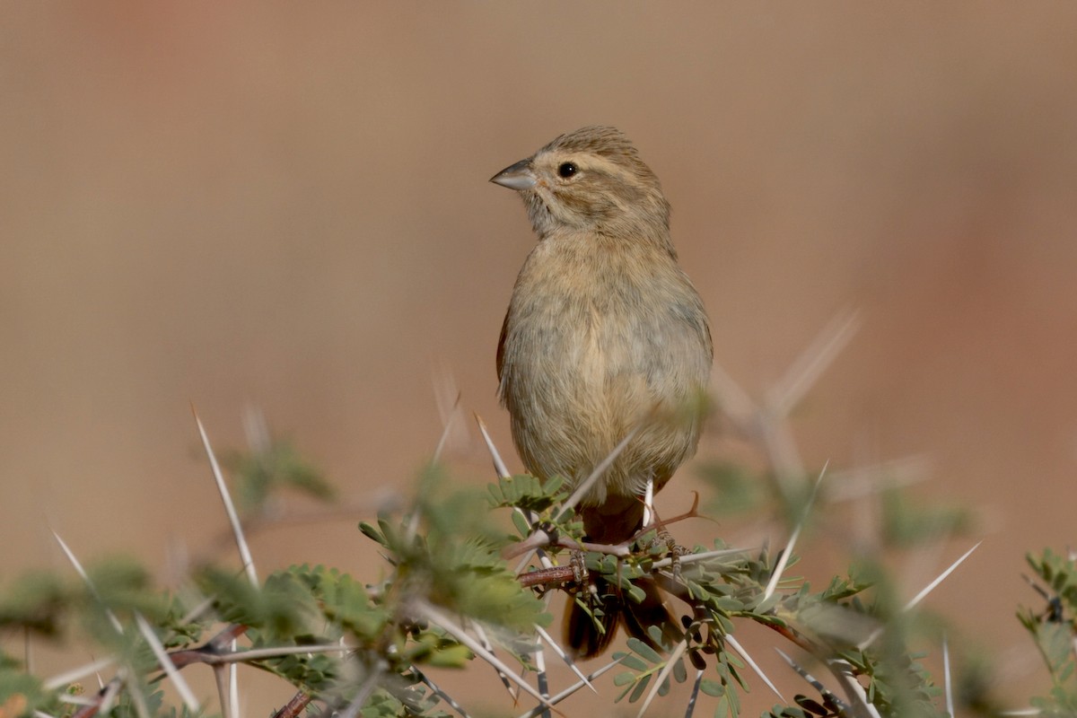 Lark-like Bunting - ML644061642