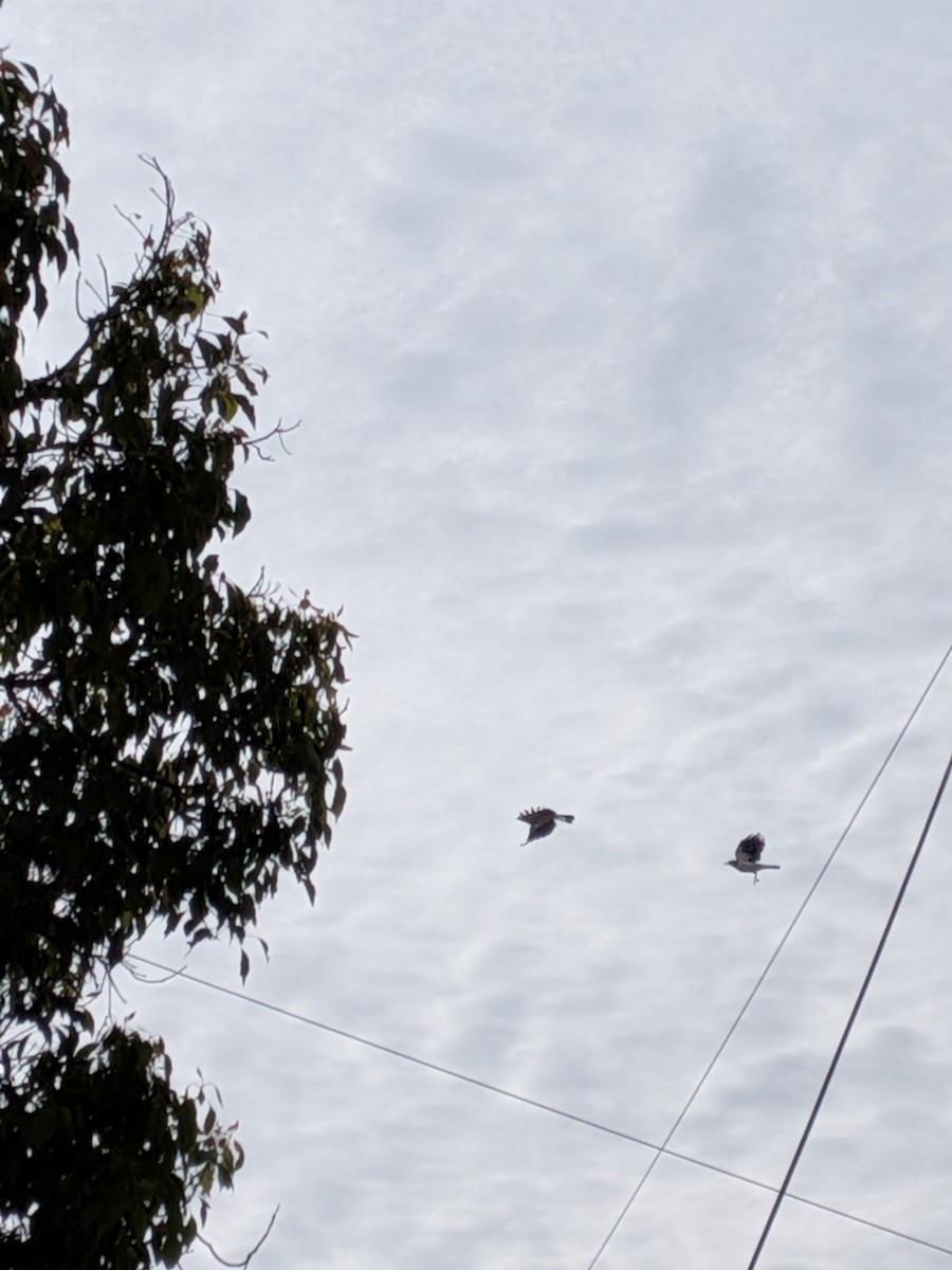 Magpie-lark - ML644061643