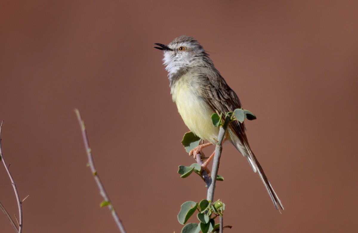 svartbrystprinia - ML644061646