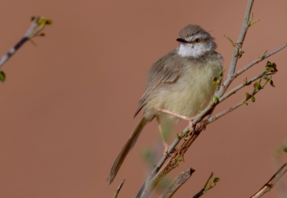 svartbrystprinia - ML644061647