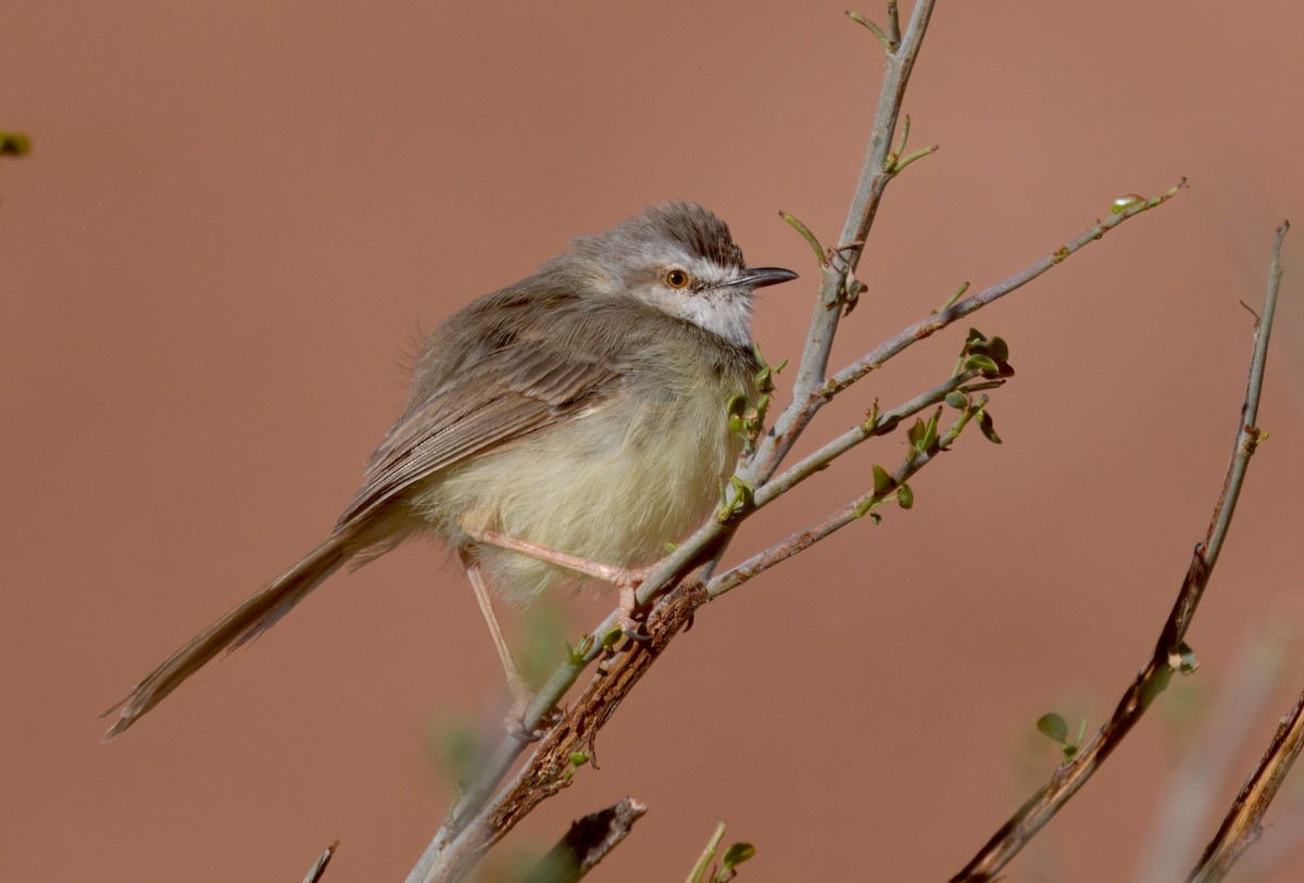 svartbrystprinia - ML644061648