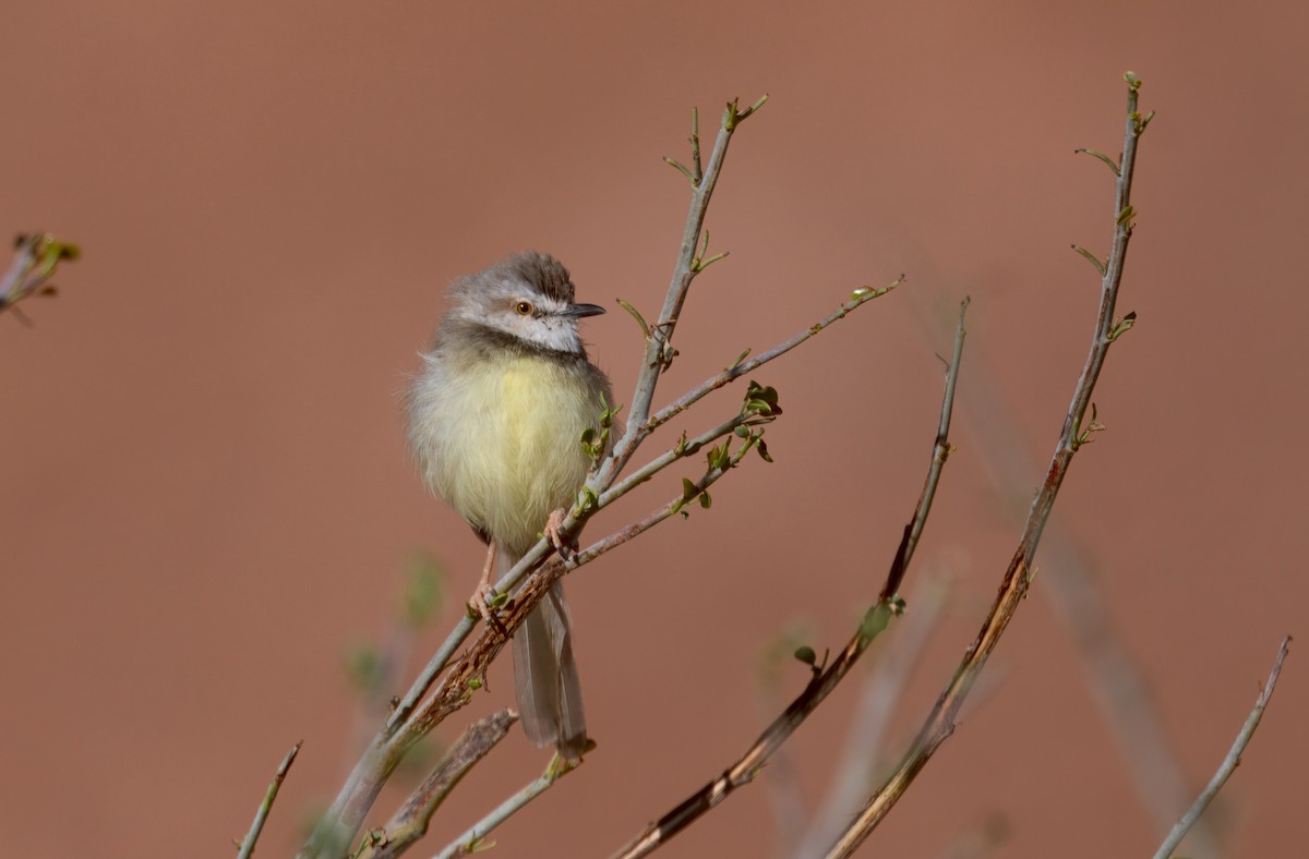 svartbrystprinia - ML644061649