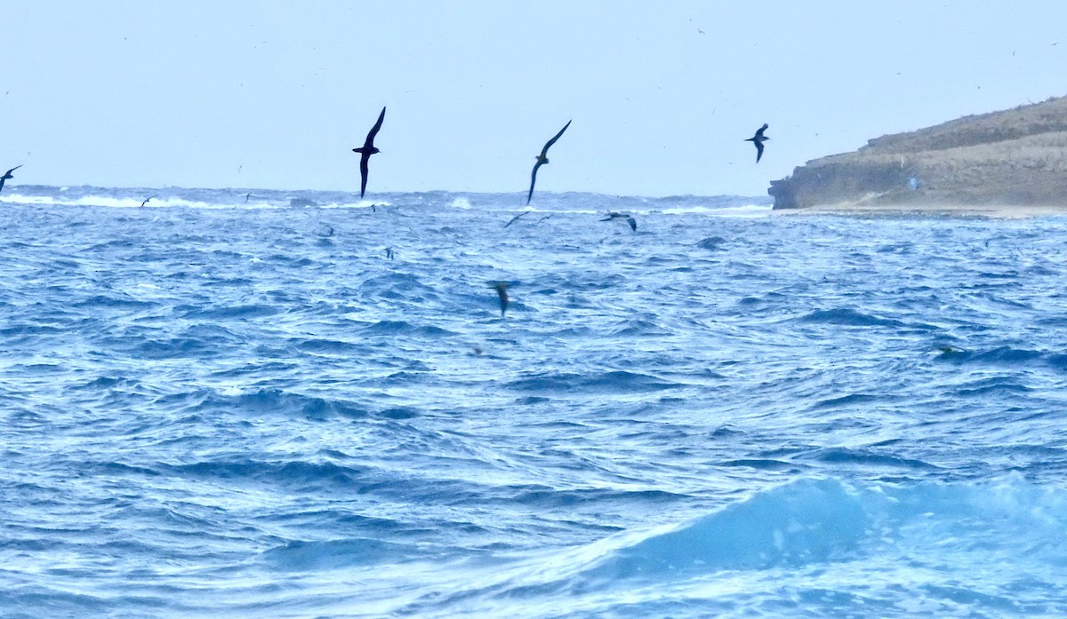 Wedge-tailed Shearwater - ML644061651