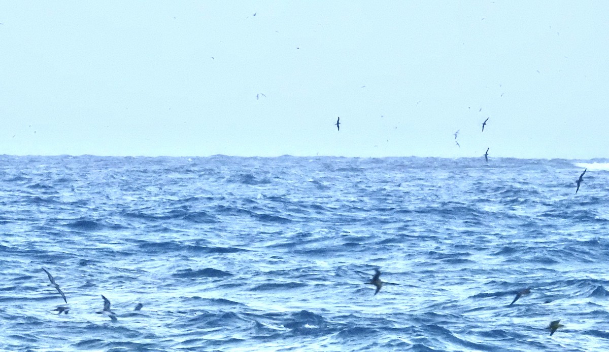 Wedge-tailed Shearwater - ML644061652