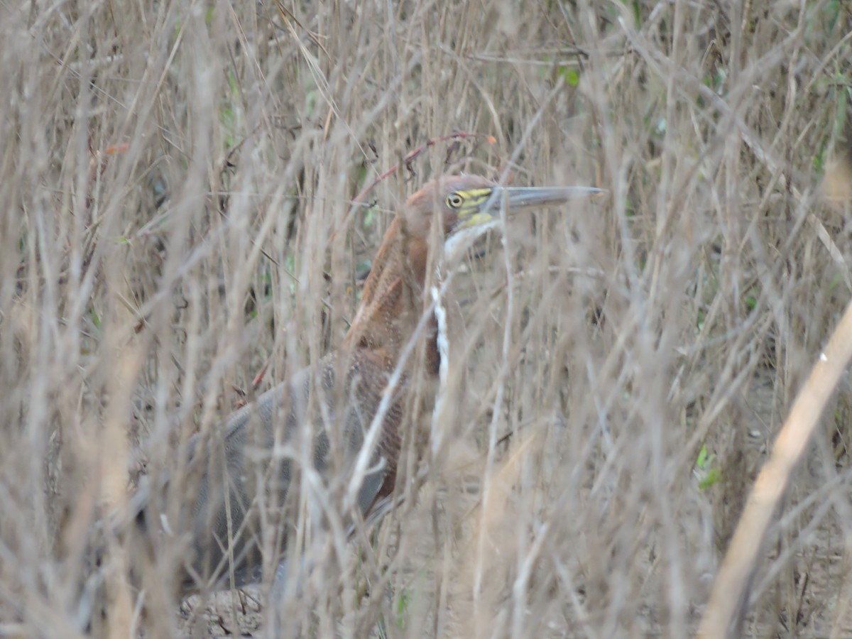 Rufescent Tiger-Heron - ML644061653