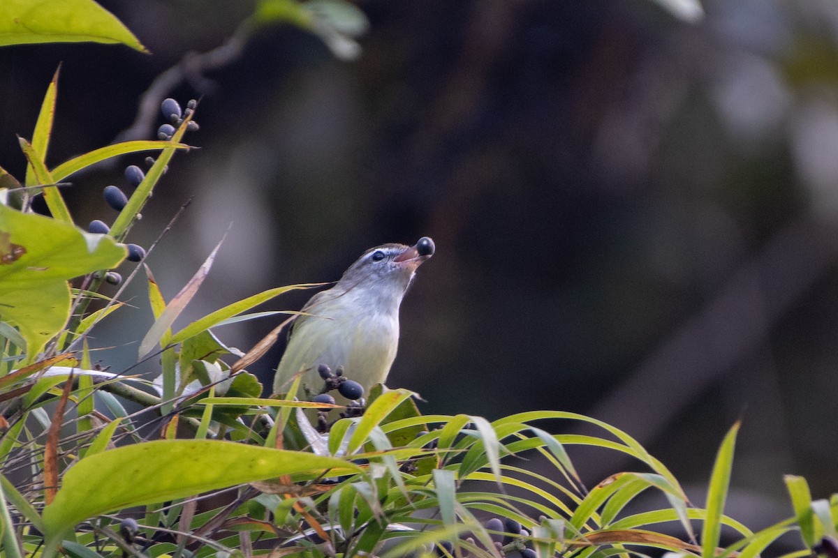 Brown-capped Vireo - ML644061654