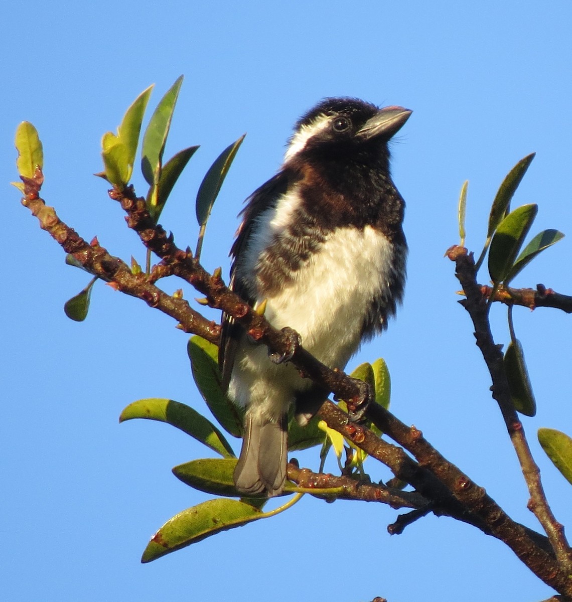 Белоухая либия - ML644061655