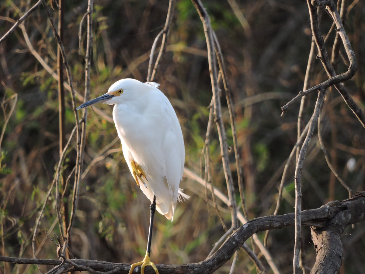 Snowy Egret - ML644061671