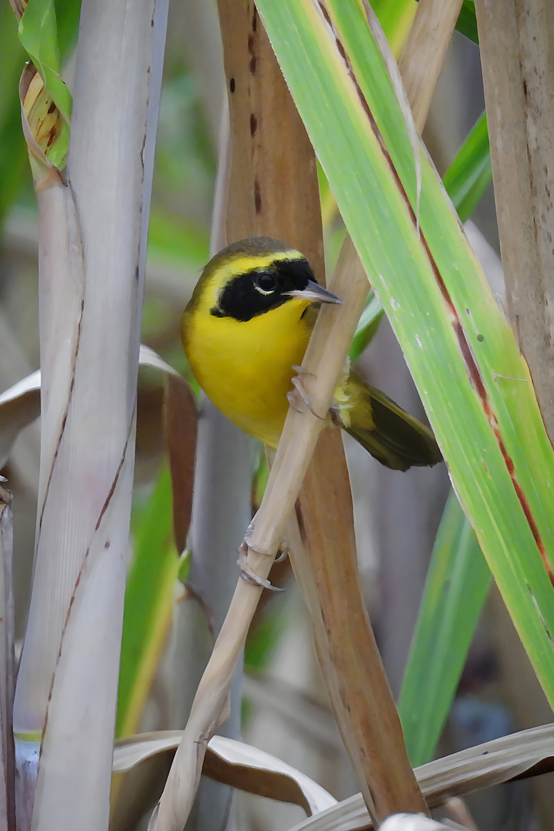 Altamira Yellowthroat - ML644061672