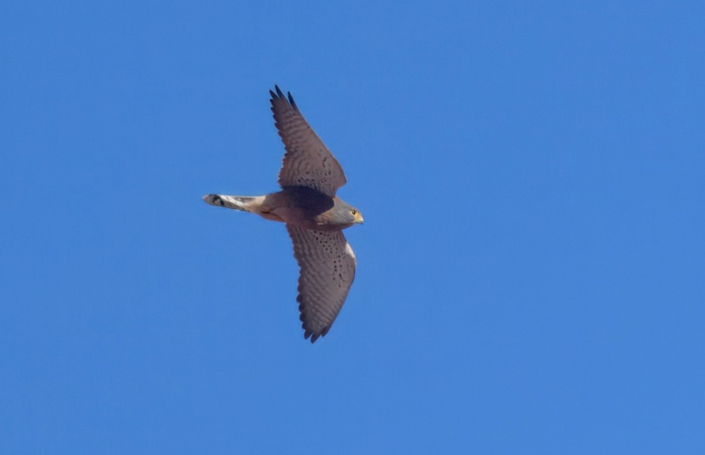 Rock Kestrel - ML644061673