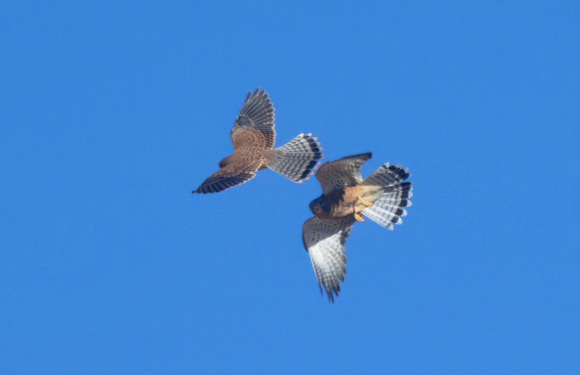 Rock Kestrel - ML644061674