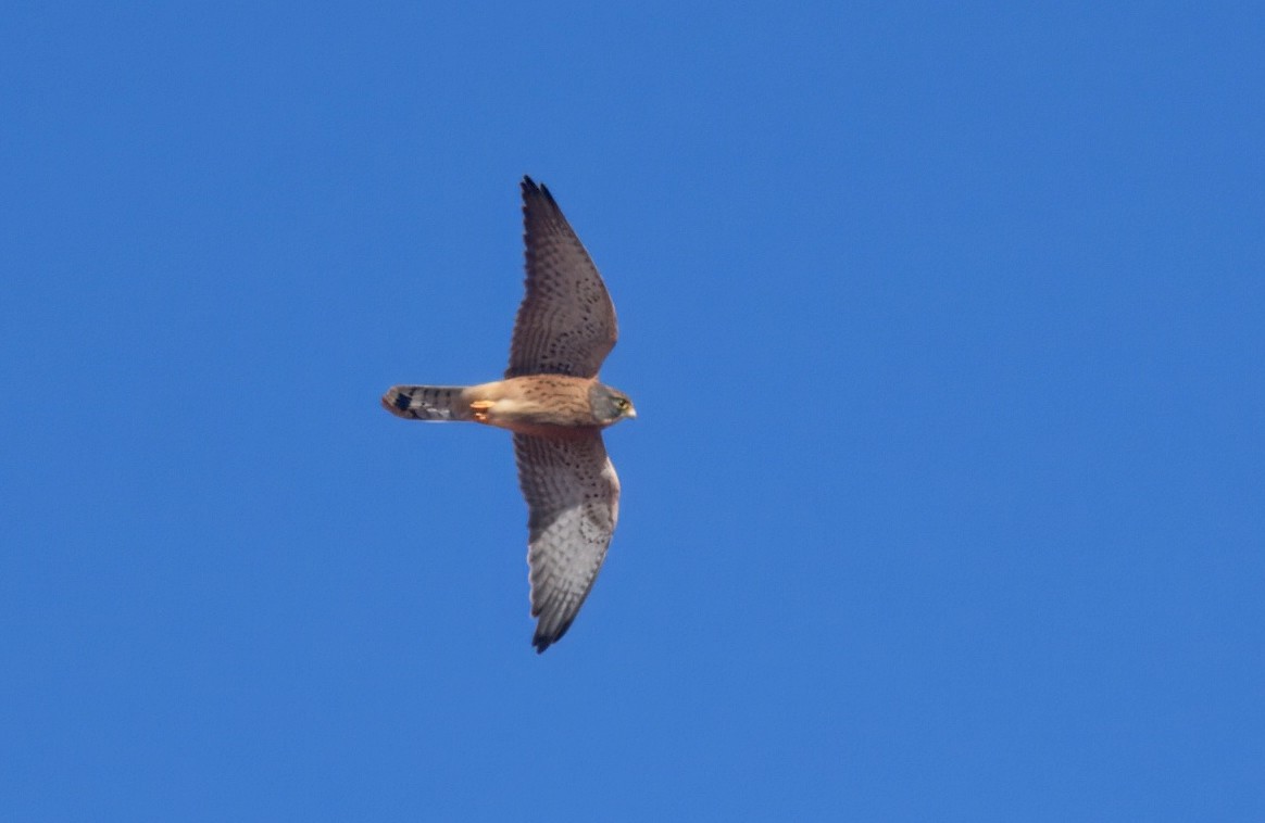 Rock Kestrel - ML644061675