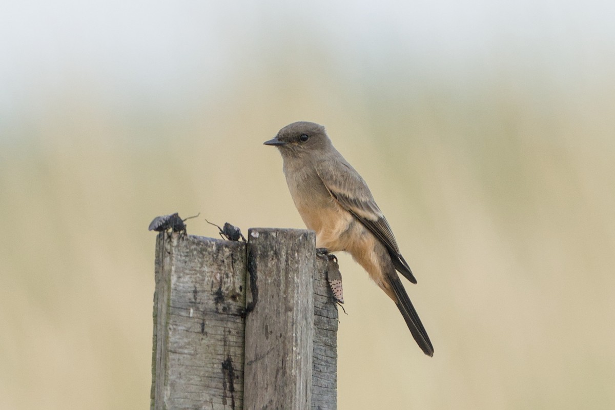 Say's Phoebe - ML644061679