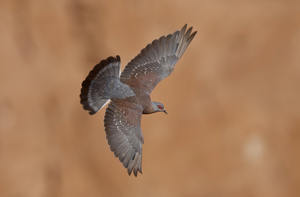 Speckled Pigeon - ML644061680