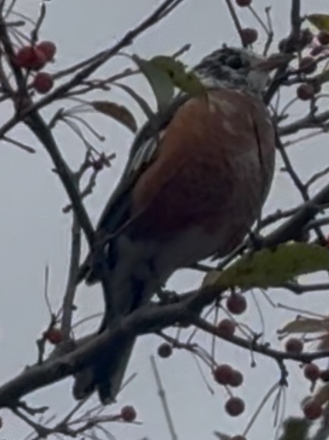 American Robin - ML644061684