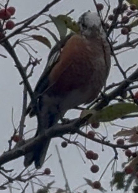 American Robin - ML644061685