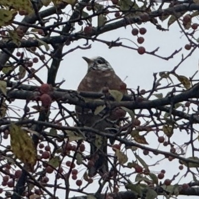 American Robin - ML644061687