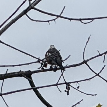 American Robin - ML644061688