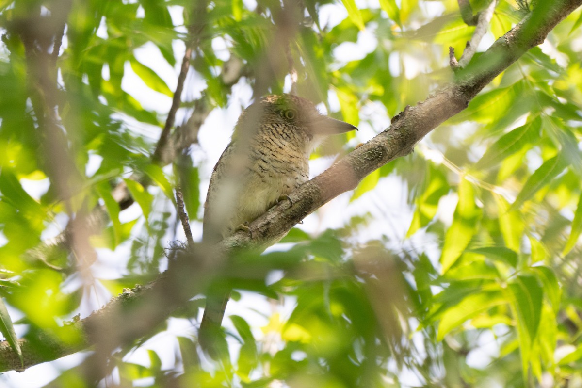 Barred Puffbird - ML644061701